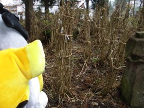 かねたんと行く!笹野観音